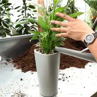 Einblatt - Einpflanzen in ein Gefäß (6).jpg